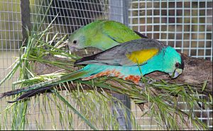 Captive Golden shouldered parrot pair.