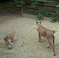 Caracal female and kitten playing