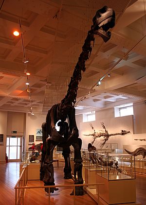 Cetiosaurus mount.jpg