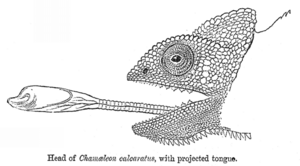 Chamäleongabel Struktur