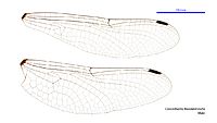 Choristhemis flavoterminata male wings (34927981981)