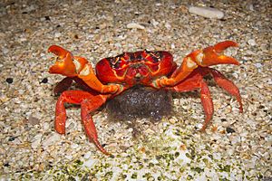Christmas island red crabs - female with eggs chris bray-2