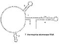 Ciliate telomerase RNA
