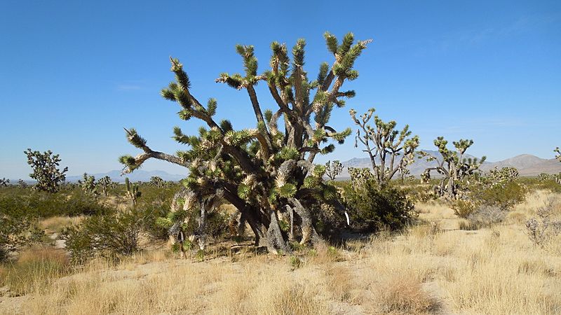 Cima Road-Mojave National Preserve