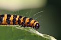 Cinnabar moth caterpillar (Tyria jacobaeae) head