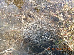 Columbia spotted frog eggs 2