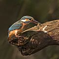 Common kingfisher (Alcedo atthis ispida) female with dragonfly larva