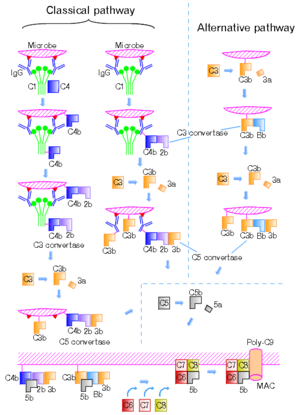 Complement-pathways