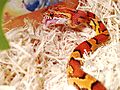 Corn snake eating baby mouse