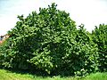 Corylus avellana 0001