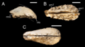 Cristatusaurus premaxillae