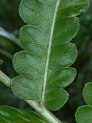Cyclosorus interruptus, frond-detail, Iphithi NR