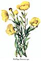 Dendromecon rigida, by Mary Vaux Walcott