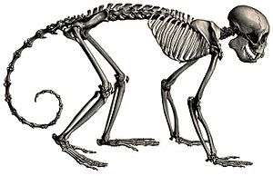 Description iconographique comparée du squelette et du système dentaire des mammifères récents et fossiles (Sapajus apella)