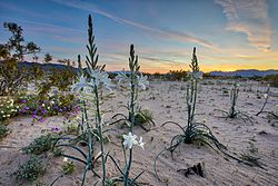 Desert Center's Desert Lily Preserve