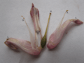 Dicentra eximia flower dissection