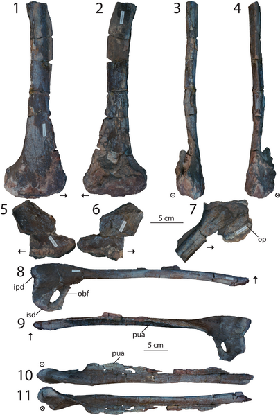 Dilophosaurus ischian and pubes
