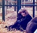 Director Allison Argo with Gorilla, 1990