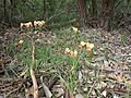 Diuris jonesii habit