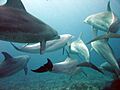Dolphins gesture language