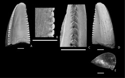 Dromaeosauridae tooth