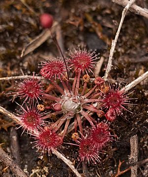Drosera pygmaea Hobart Tasmania.jpg