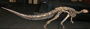 Dryosaurus lettowvorbecki skeleton