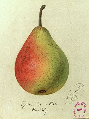 EpineduMas-40-A.Mas-1867