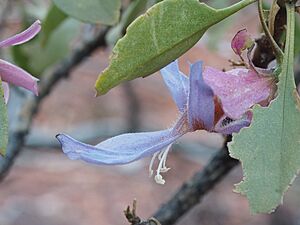 Eremophila flaccida (leaves and flowers)
