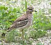 Eurasian Thicknee - Along Po river - Italy FJ0A1202 (28252446508), crop.jpg