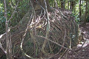 Ficus obliqua Watagans National Park