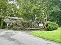 Flower Hill, NY Downed Tree After Isaias, August 4, 2020