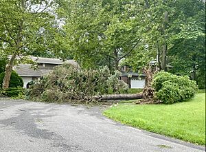 Flower Hill, NY Downed Tree After Isaias, August 4, 2020