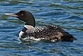 Gavia immer -Minocqua, Wisconsin, USA -swimming-8