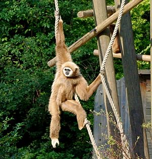 Gibbon à mains blanches (Zoo de Lille Nord)