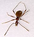 Glacicavicola bathysciodesTop