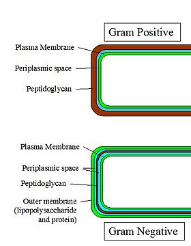 Gram-Cell-Wall