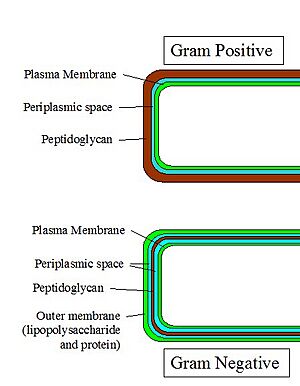 Gram-Cell-Wall