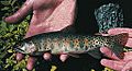 Greenbackcutthroat