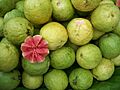 Guava bangalore