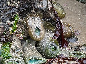 Haystack Rock Tidepools - 53061520824