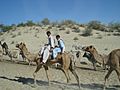 Thari camel herd