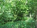 Hillside in Caesars Creek Gorge State Nature Preserve