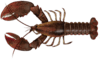 Clawed lobster