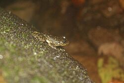 Hong Kong cascade frog (Amolops hongkongensis) at a waterfall in Hong Kong
