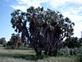Hyphaene thebaica Bild0917