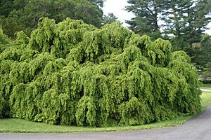 Img tsuga canadensis sargentii 1891