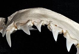 Isurus paucus upper teeth