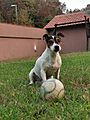 Jack Russell terrier male in Serbia, Belgrade
