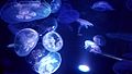 Jellyfish at Waikiki Aquarium